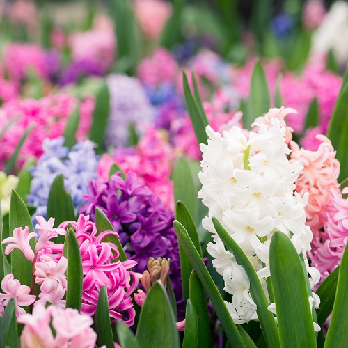 Hyacinth Bulbs